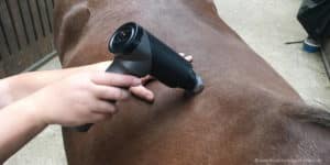 Massagepistole bei Pferden zur Behandlung von Faszienverklebungen einsetzen